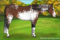 Horse Color:White Spotted Bay Splash