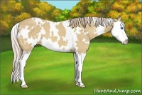 Horse Color:White Spotted Palomino Dun Splash 