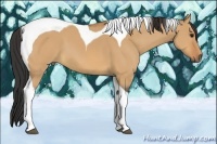 Horse Color:Bay Dun Tobiano