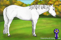 Horse Color:Gray Smoky Grullo Splash