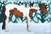 Horse Color:Bay Tobiano 