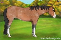Horse Color:Bay Sabino 