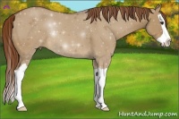 Horse Color:Red Dun Splash 