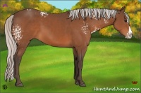 Horse Color:White Spotted Silver Bay Splash 