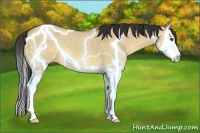 Horse Color:Buckskin Dun Sabino Splash