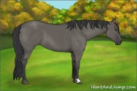 Horse Color:Grullo 