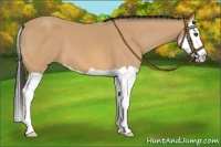 Horse Color:Buckskin Splash 