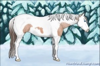 Horse Color:Bay Splash Tobiano Appaloosa  Brindle