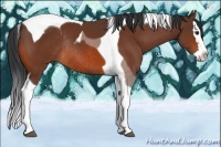 Horse Color:Bay Splash Tobiano Rabicano 