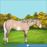 Horse Color:White Spotted Silver Bay Roan Dun Splash Frame