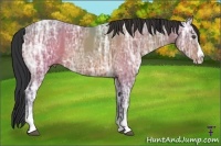 Horse Color:White Spotted Bay Ice Sabino Splash 