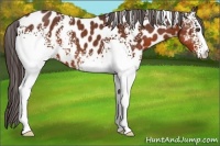 Horse Color:White Spotted Bay Appaloosa Rabicano