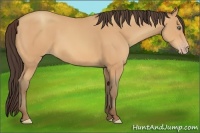 Horse Color:Amber Champagne