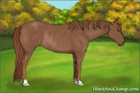 Horse Color:Chestnut Rabicano 