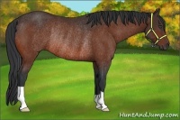 Horse Color:Bay Rabicano 