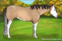 Horse Color:Amber Champagne Splash 