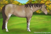 Horse Color:White Spotted Classic Champagne 
