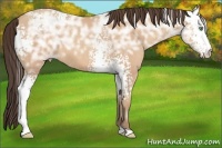 Horse Color:White Spotted Amber Champagne Ice 
