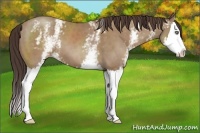 Horse Color:White Spotted Classic Champagne Splash 