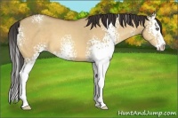 Horse Color:White Spotted Amber Champagne Dun Splash 