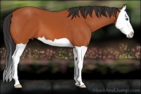 Horse Color:Bay Splash 