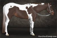Horse Color:Liver Chestnut Tobiano 