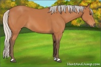 Horse Color:Silver Bay 