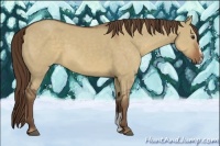 Horse Color:Liver Red Dun Sabino