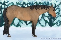 Horse Color:Bay Dun Sabino 