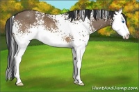 Horse Color:White Spotted Brown Dun Splash 
