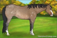 Horse Color:Bay Dun Sabino