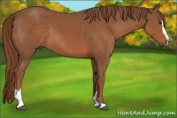 Horse Color:Chestnut Sabino