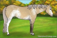 Horse Color:White Spotted Silver Bay Dun