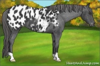 Horse Color:Black Appaloosa 