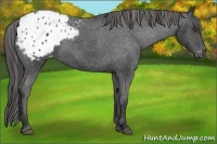 Horse Color:Black Appaloosa 