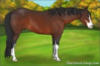 Horse Color:Brown Sabino