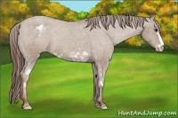 Horse Color:White Spotted Classic Champagne Frame Appaloosa