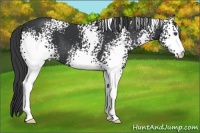 Horse Color:White Spotted Black