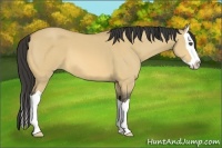 Horse Color:Buckskin Dun Splash