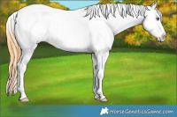 Horse Color:Classic Cream Champagne Splash Frame Appaloosa 