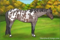 Horse Color:Bay Roan Near Leopard 