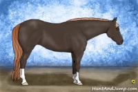 Horse Color:Liver Chestnut 