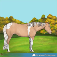 Horse Color:Silver Amber Champagne Tobiano