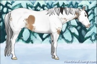 Horse Color:White Spotted Bay Dun Splash Tobiano 