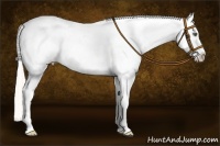 Horse Color:White Spotted Silver Classic Champagne Dun Splash Appaloosa 