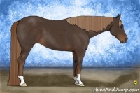 Horse Color:Liver Chestnut 