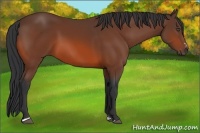 Horse Color:Bay Sabino 