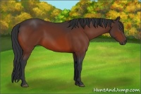 Horse Color:Bay Frame