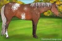 Horse Color:White Spotted Silver Brown
