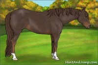 Horse Color:Liver Chestnut 